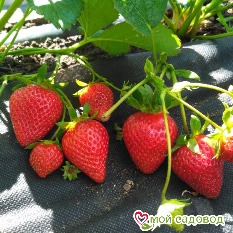 КЛУБНИКА Ремонтантная МУРАНО